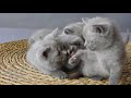 Kittens Fight and Play Together - 4K footage