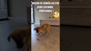 Masum Yavru Allah Şifa Versin Öpek Öpek Öpek Öpekvideoları Öpeksevgisi
