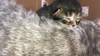 Siberian Bobtail kitten by Hopes Cattery 8 views 5 years ago 18 seconds