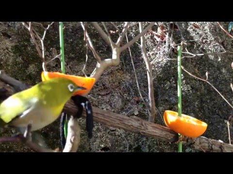 メジロの鳴き声とウグイスとの喧嘩 Youtube