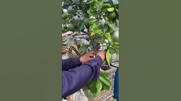 Cách ghép cây bưởi cảnh chơi tết ￼