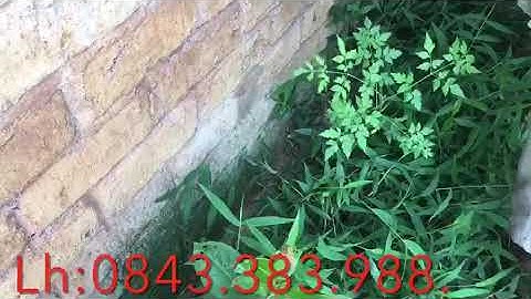 Chia sẻ cách đặt bẫy chồn bạc má bẫy chuột rừng dúi bằng cạm kiềng.