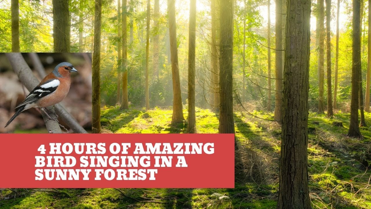 4 Hours of Amazing bird singing in sunny forest. Birds songs,nature ...