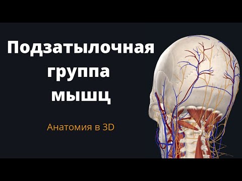 Подзатылочная группа мышц. 3-D обзор.