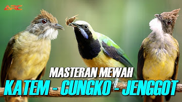 MASTERAN KAPAS TEMBAK - CUCAK CUNGKO - CUCAK JENGGOT