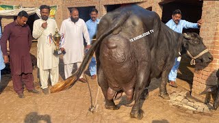 5 Time Winner Buffalo Billo 33.500 Kg Milk Record Ll Diet Plan By Ustad Muzamil Jutt