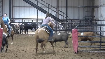 Heza Dun Cat - sorting jackpot - 8 head 59.90 - Valley View Ranch