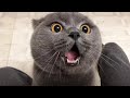 「Engsub」OMG! Cats 😻 And Dogs 🐶Can Speak English! #2  - Funny Animals