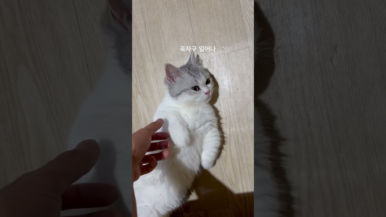 누워자는 먼치킨고양이 