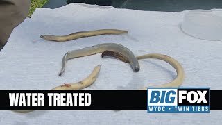 DEC Continues Treatment of Local Waters for Parasitic Sea Lamprey Control