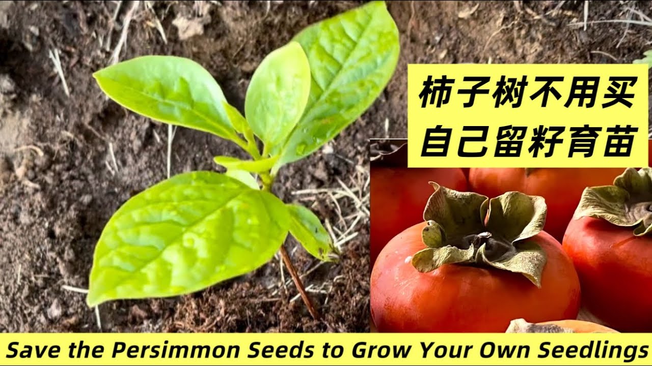 Нет необходимости покупать деревья хурмы, сохраните семена и вырастите собственную рассаду.