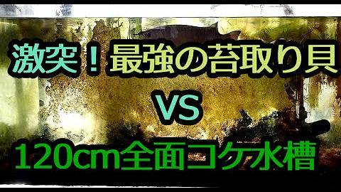 オスカーと苔取り貝の相性 Mp3 オスカーと苔取り貝の相性 Mp3