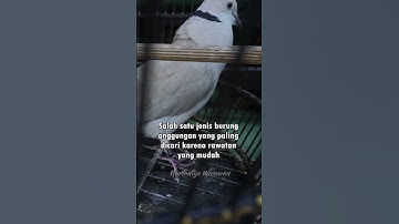 5 BURUNG KICAU PALING MUDAH BERADAPTASI #kicaumania #burung #shorts