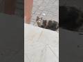 مياااو Meowing Cat 