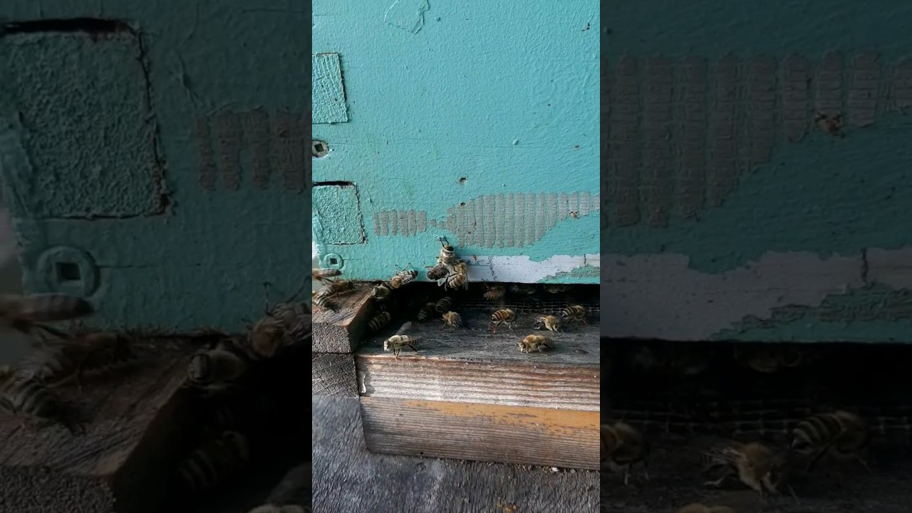 Male Drone Bee Getting Kicked Out Of The Hive By A Female Worker Bee