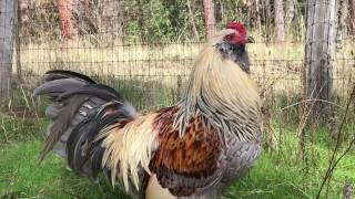Freddy the Easter Egger Rooster crowing at 6 weeks old! | The Urban Lady Buy