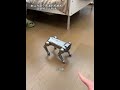 This obedient mechanical dog is so easy to raise, hahaha