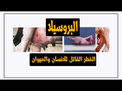 Video: Abort På Grund Af Bakteriel Infektion (brucellose) Hos Hunde