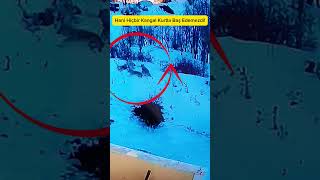 Kangal Kurtla Baş Edemez Diyenler İyi İzlesin Hem de 2 Kurtla Kıran Kırana! #kurt #kangal