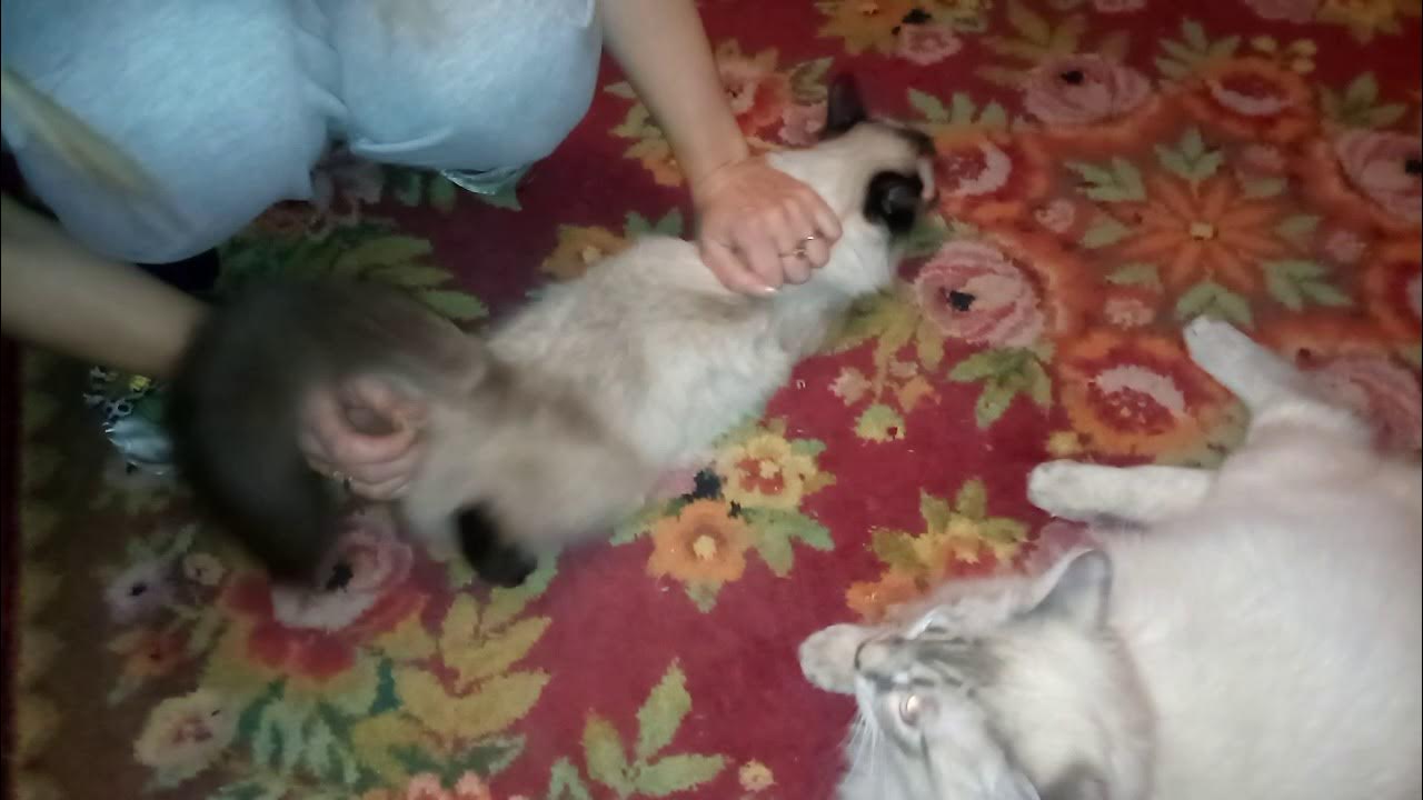 удовлетворение кошки без кота. удовлетворение кошки. потомки кошек. котик измеряет температуру. удовлетворение кошки.