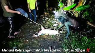 🔴 MAHLUK APA INI?  || KUYANG HANTU AIR / SUKU MANTE