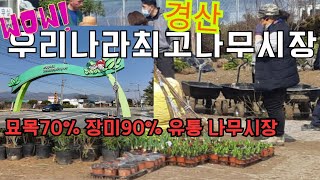 우리나라 최고의 묘목 나무시장 경산묘목나무시장 특구