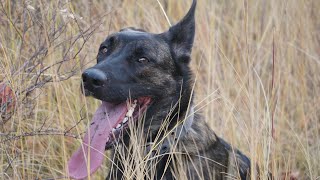 Is a protection breed right for you? (Belgian Malinois, Dutch Shepherd)
