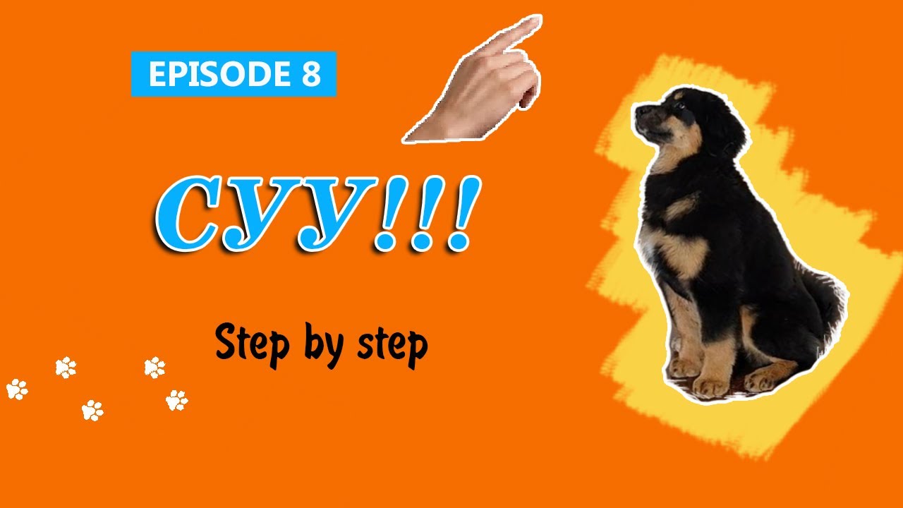 Нохой сургах арга #8 | Нохойг суулгаж сургах | How to Teach your Puppy to Sit and Stay|강아지에게 앉아 가르치기