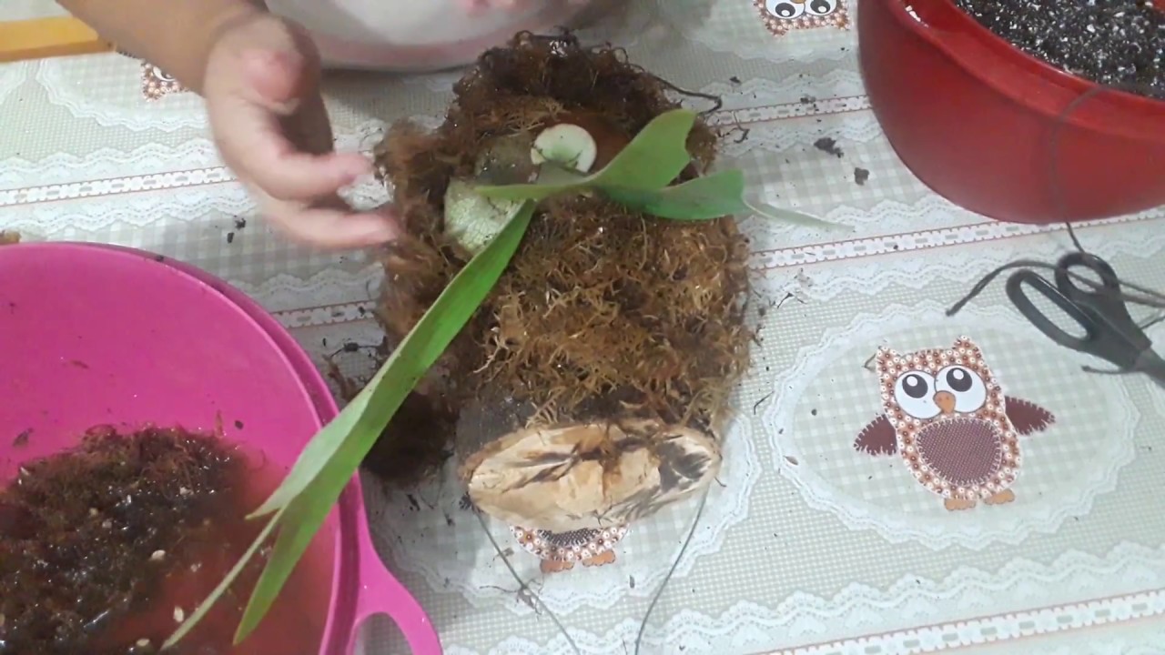 Plantando chifre de veado no tronco /plathycerum bifurcatum #aprendendo e dividindo com vocês