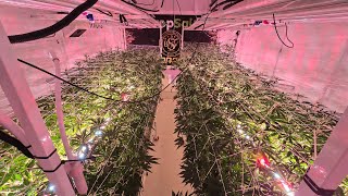 Day 12F, MACv2, Pie Dough, Superboof