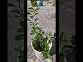 Todo tiene un propósito #sembrandovida #plantas #peninsuladeyucatan #limonest #limones