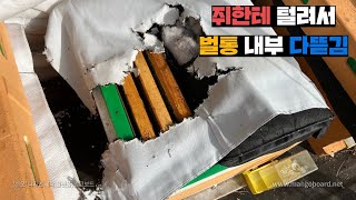 벌통내부에 침입해서 처자고 처먹고 처싸고 다한 쥐 소탕하기