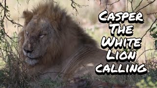 Casper the White Lion, RELAXING, DRINKING and CALLING at Kruger National Park