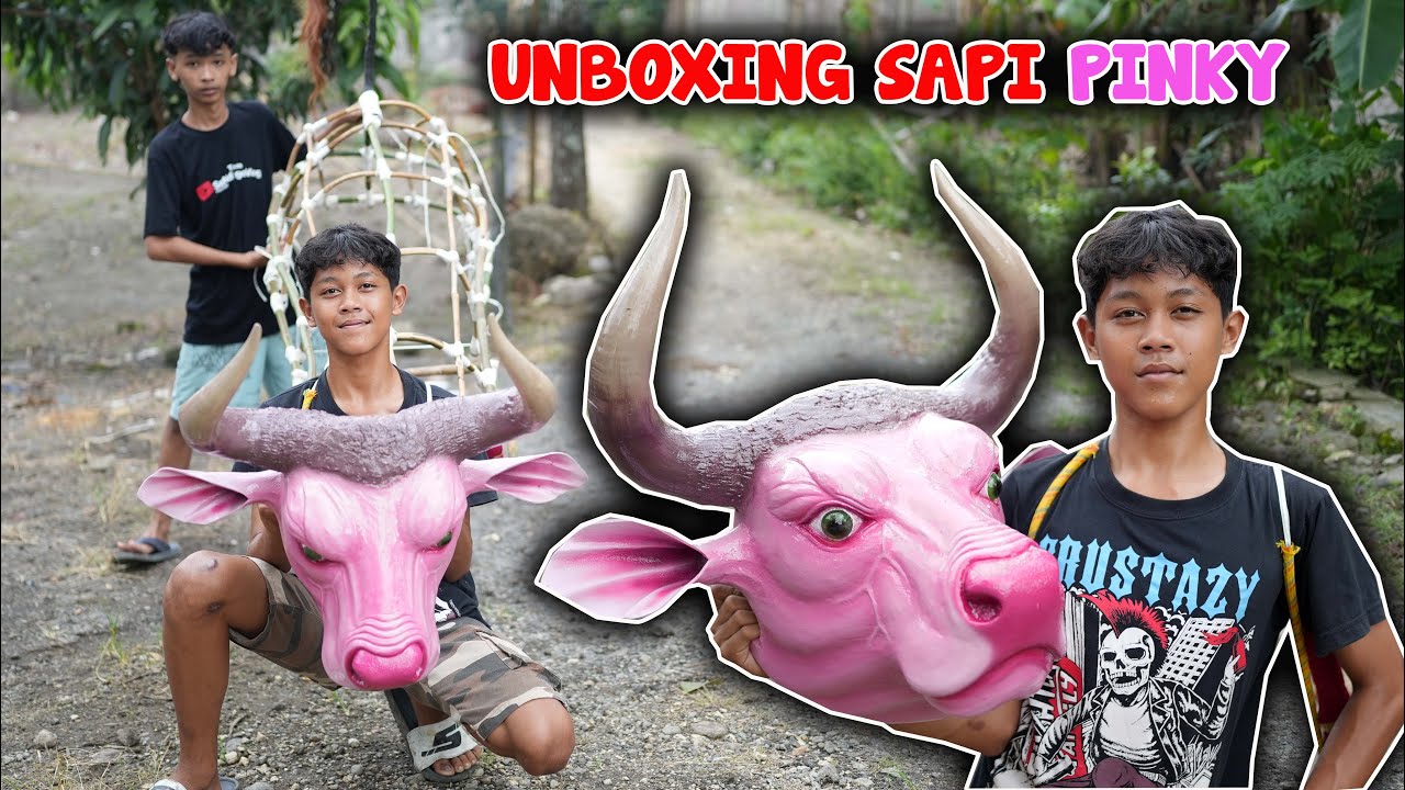 ANBOKSING BANTENGAN SAPI PINKY LANGSUNG DI AJAK MBEROT