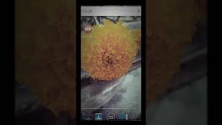 Best Dslr Cam For Mobile