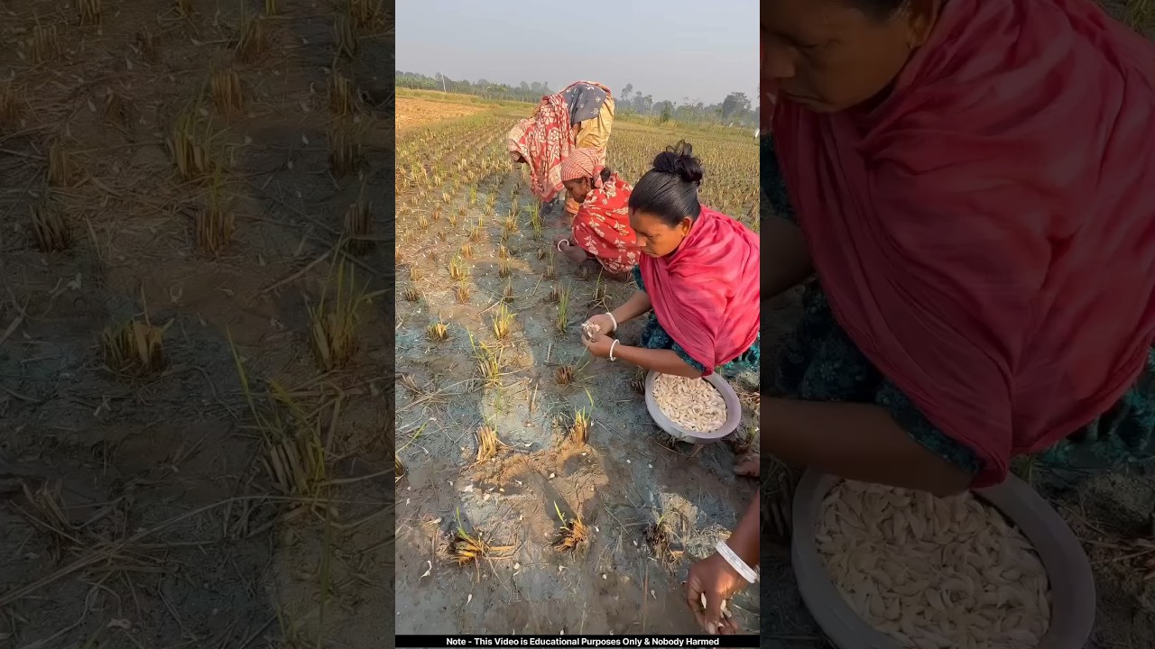 लहसुन ऐसे क्यों लगा रहे हैं 🙄 