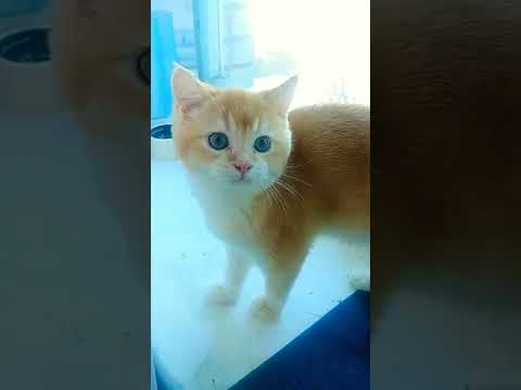 Барсик хулиган