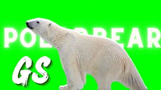 POLAR BEAR GREEN SCREEN ! #greenscreen @VfxKarki_ @vfxhd @vfxnaveed @GSA @GreenScreenBrasil