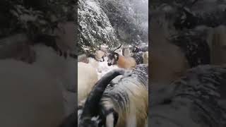 Yayladan Göç Vakti - Çamlıhemşin