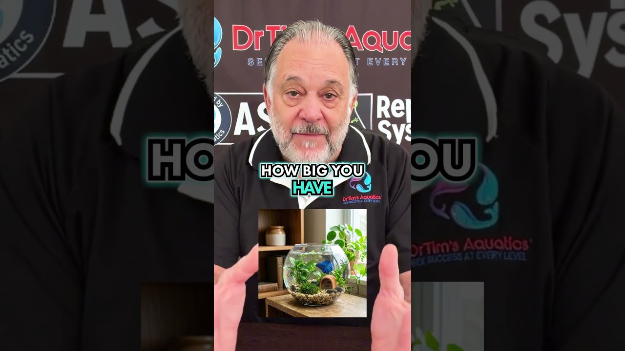 Why Everyone Loves Betta Fish