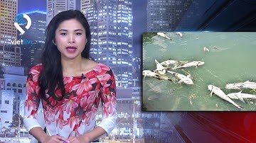 Hơn 40 tấn cá nuôi lồng bè chết ở Vũng Tàu