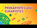 Understanding Prokaryotes and Eukaryotes