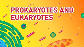 Prokaryotic vs Eukaryotic Cells | Differences Animated