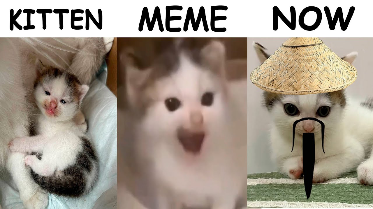 German Cat Evolution | Kitten Vs Meme Vs Now