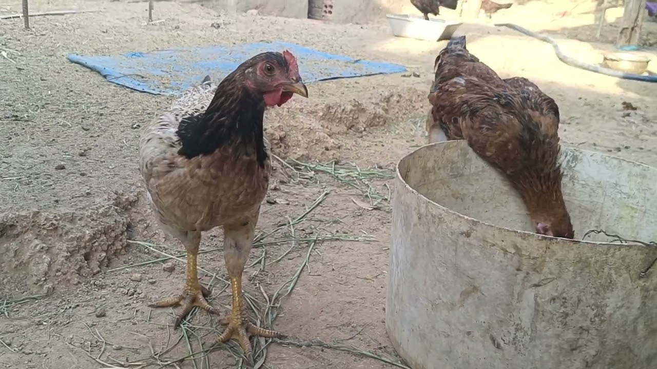  Simple Village Farm Life 🐔🌿