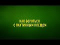 Как бороться с паутинным клещом