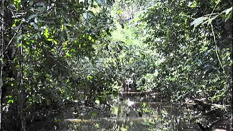 Deforestation in the Amazon Rainforest