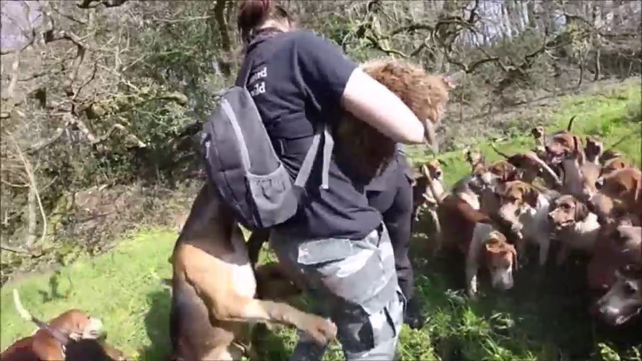 Hunt saboteurs risk life and limb wading into pack of baying hounds to ...