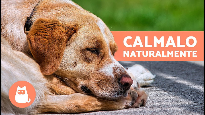 6 TRANQUILLANTI NATURALI per CANI 🐶✅ | Come rilassare un cane senza farmaci