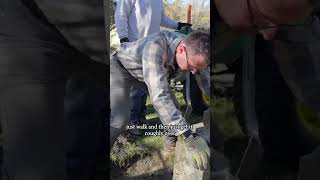 Restoring the Cox family headstone